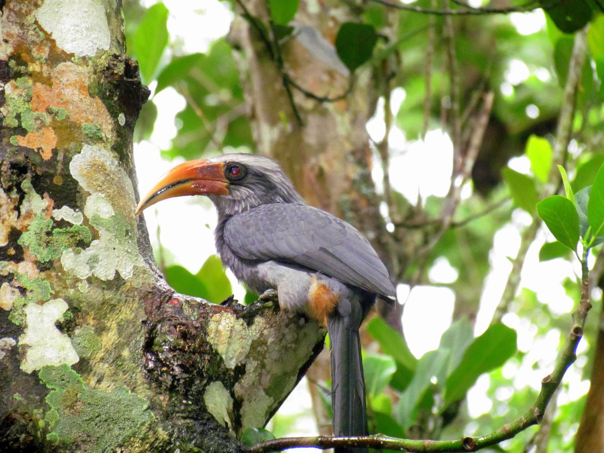 Monsoon Retreats Ecostay- Treehouse Thekkady Esterno foto