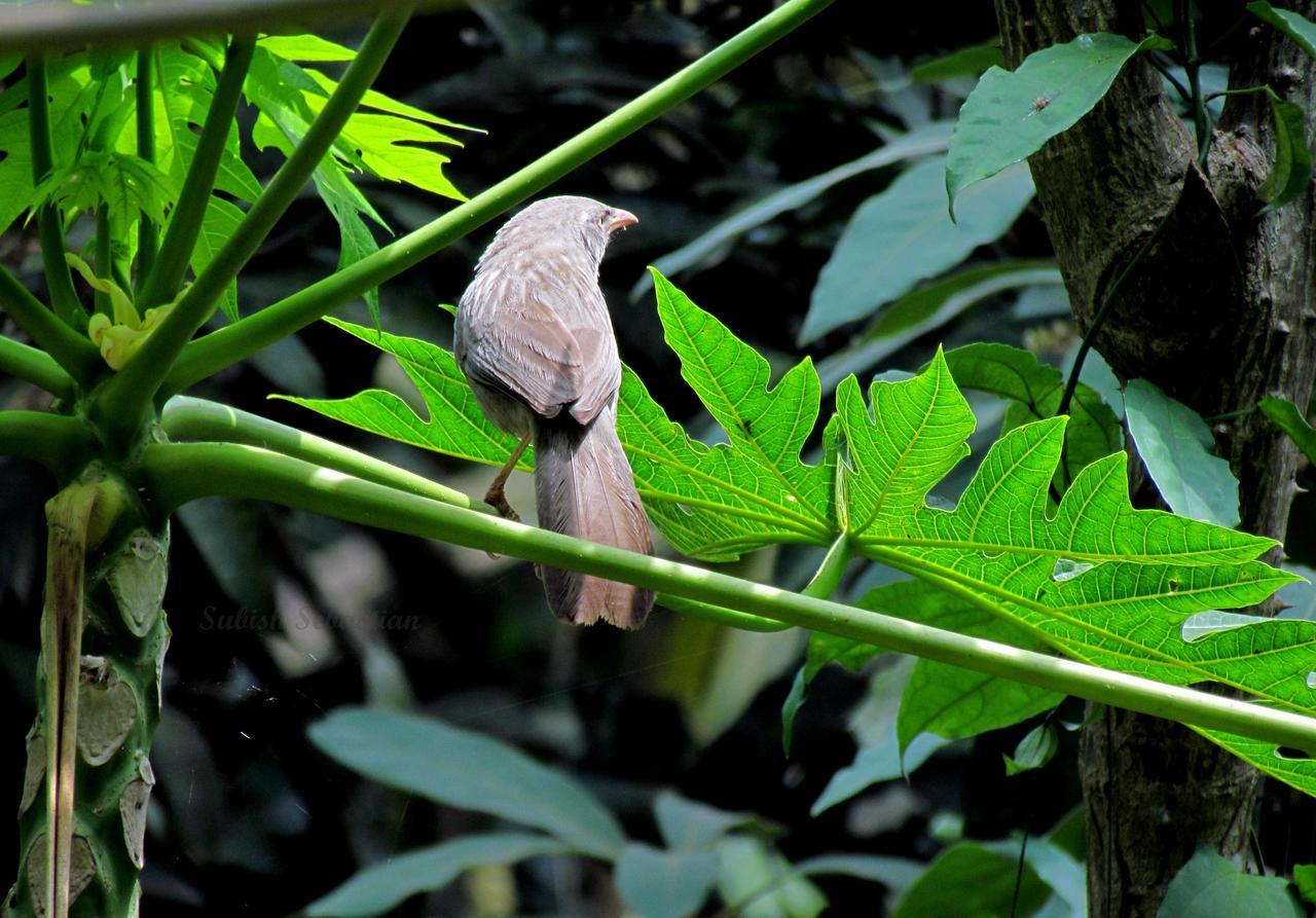 Monsoon Retreats Ecostay- Treehouse Thekkady Esterno foto