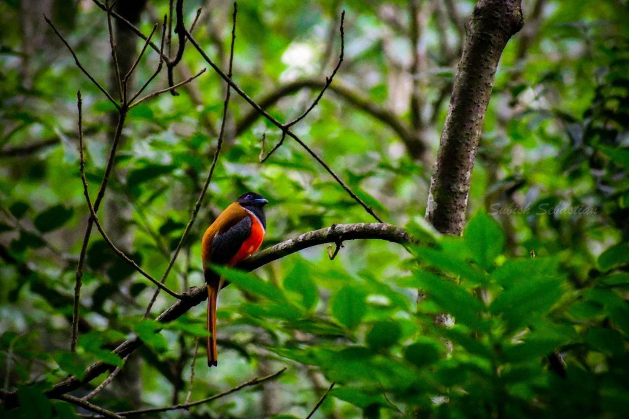 Monsoon Retreats Ecostay- Treehouse Thekkady Esterno foto